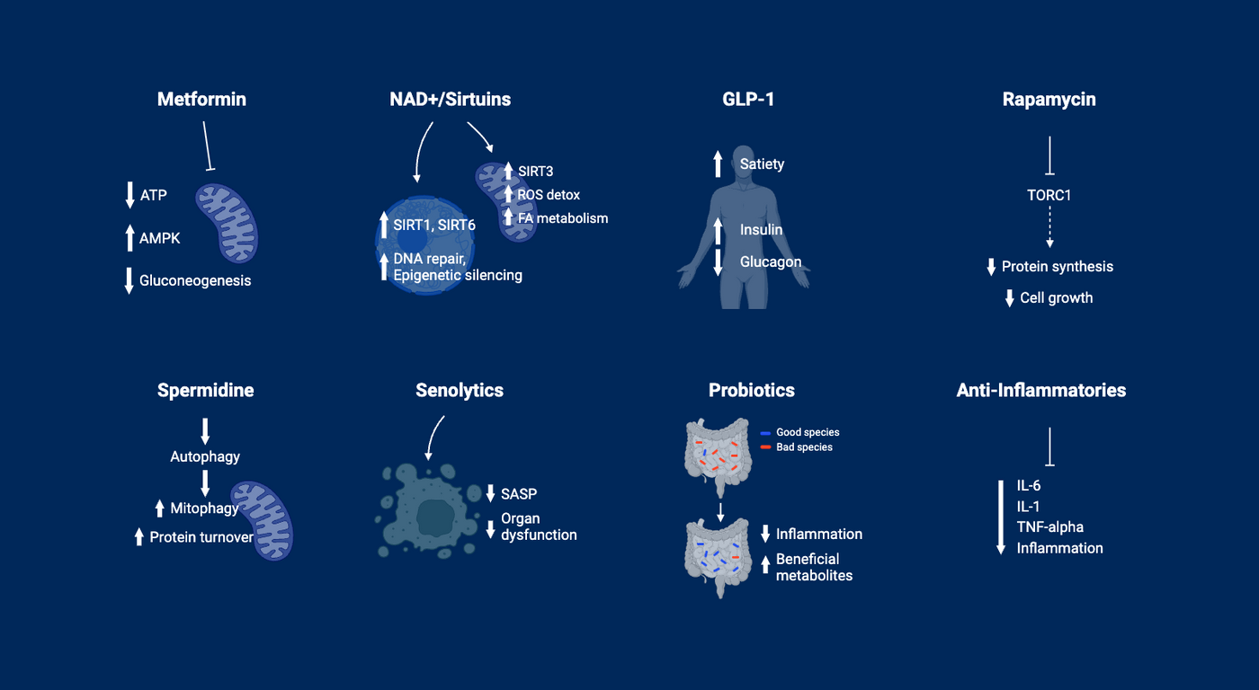 Top 10 longevity studies of 2024