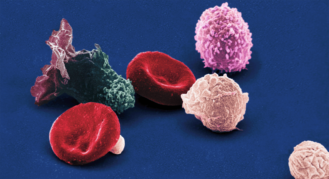 immune cells