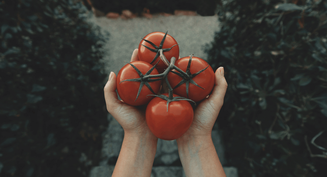 tomatoes ripening on a vine